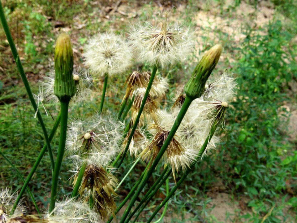 Hypochoeris radicata Kiev5