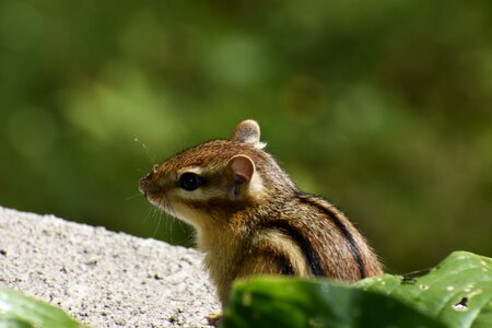 Small animal squirrel petit