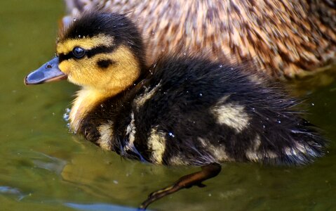 Swim small cute