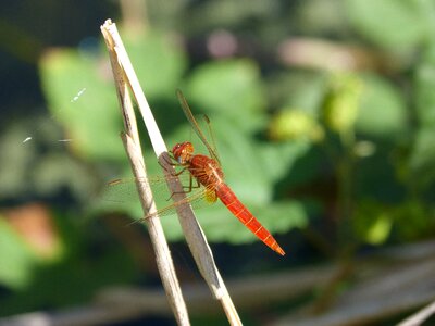 Stem wetland erythraea crocothemis