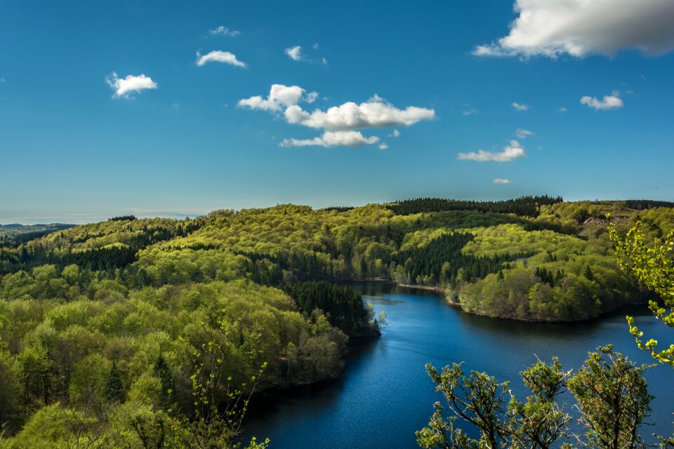 Green trees forest photo