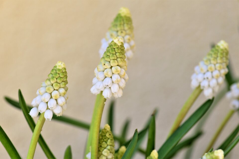 Season hyacinth spring