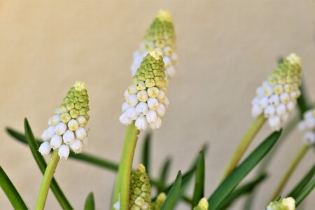 Season hyacinth spring