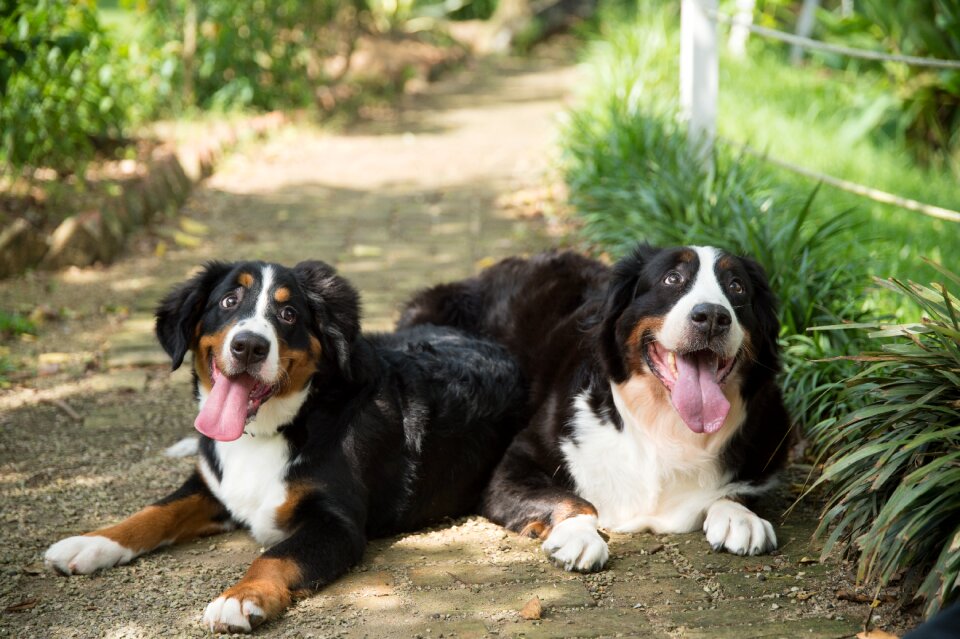 Animal dog bernese mountain dog