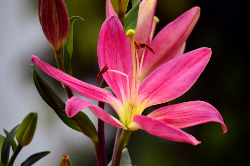 Nature spring bloom