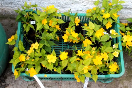 Keria japonica 'Gold Guinea'
