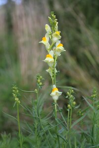 Yellow yellow wild flowers nature