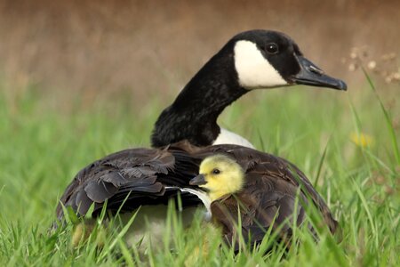 Swan parent mother