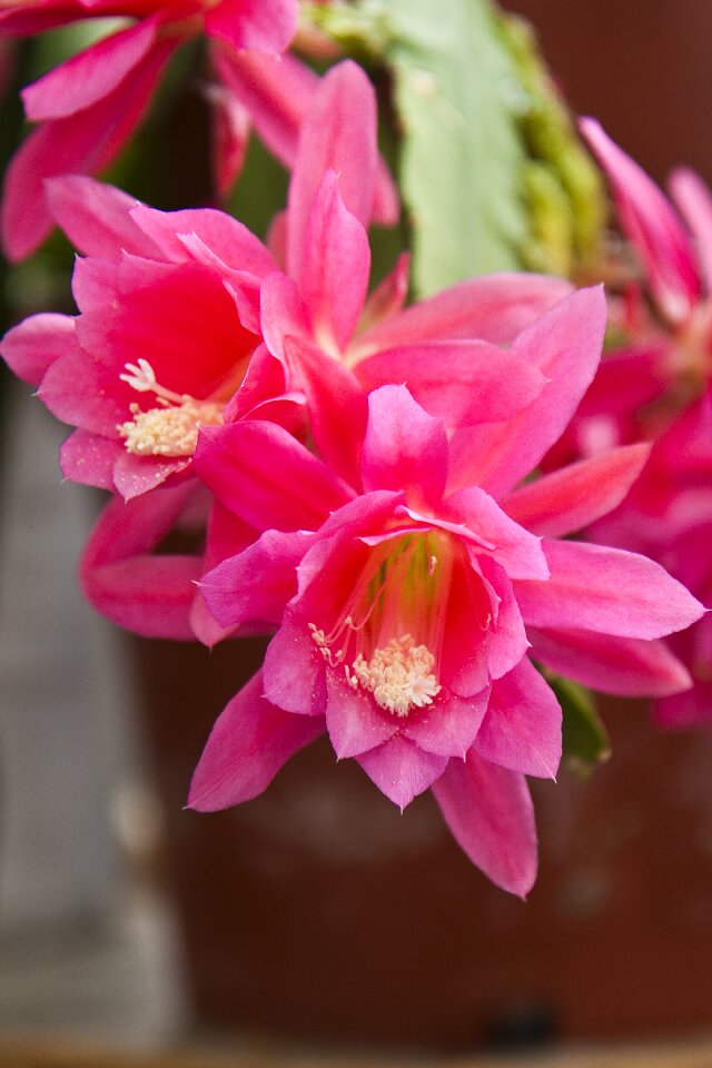 Blossom bloom cactus