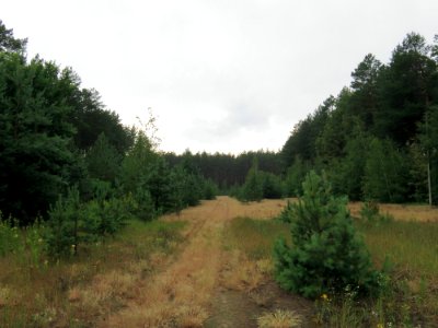 Kotsiubynske colony1