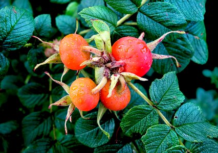 Nutrition vitamin organic