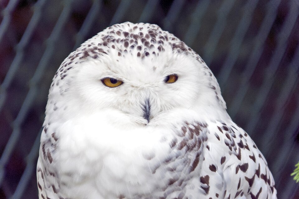 White raptor snow owl
