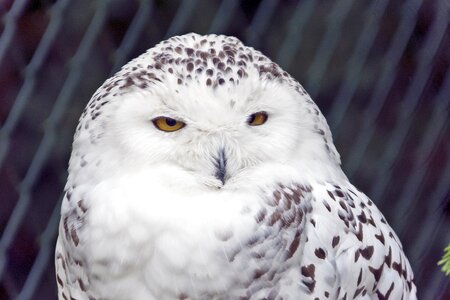 White raptor snow owl photo