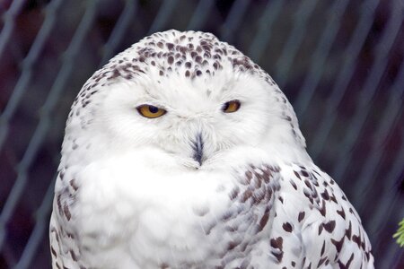 White raptor snow owl