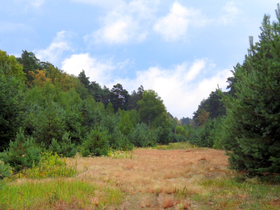 Kotsiubynske colony8