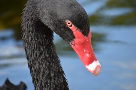 Black zoo head