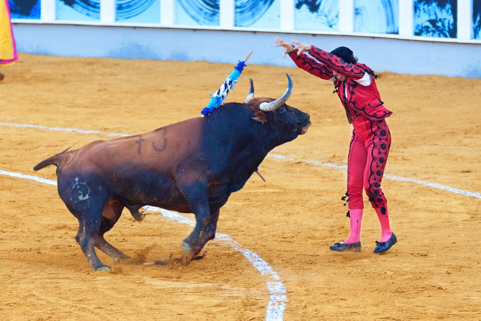 Animal sport orange animals