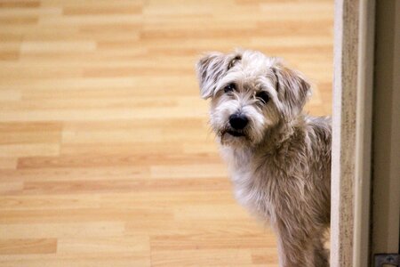 Animal pet canine