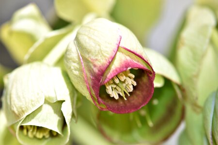 Plant christmas rose spring