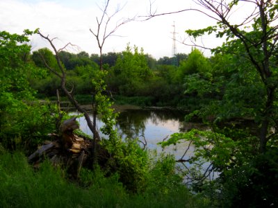 Kryvets (Brovary)6