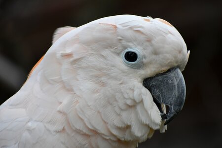 White parrot animal photo