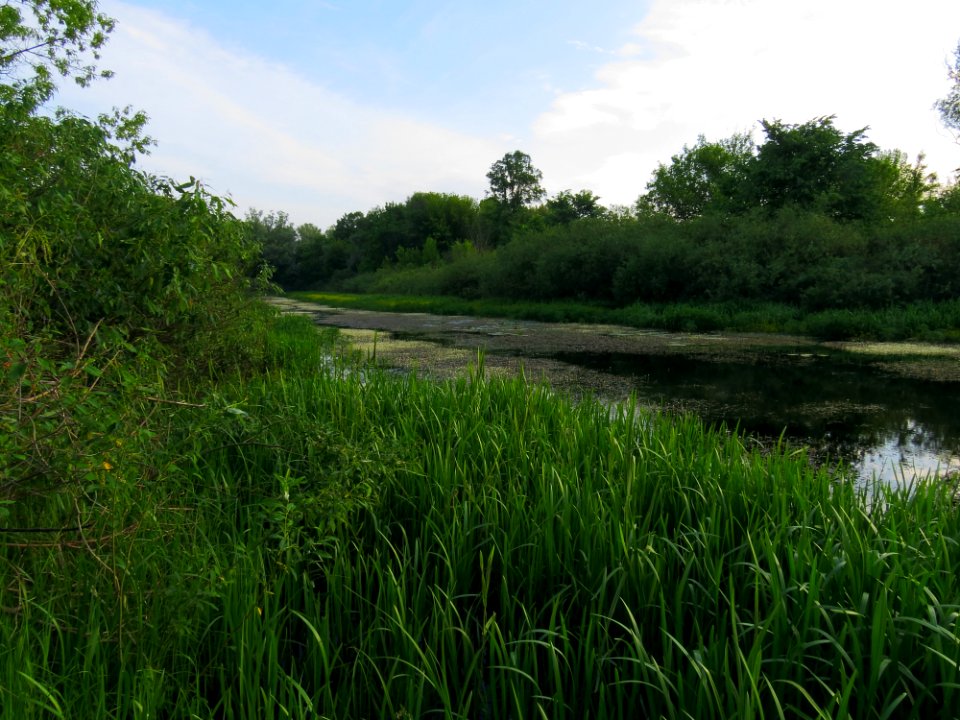 Kryvets (Brovary)1