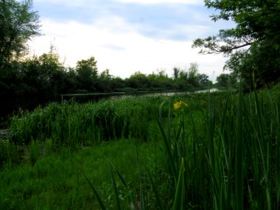 Kryvets (Brovary)8