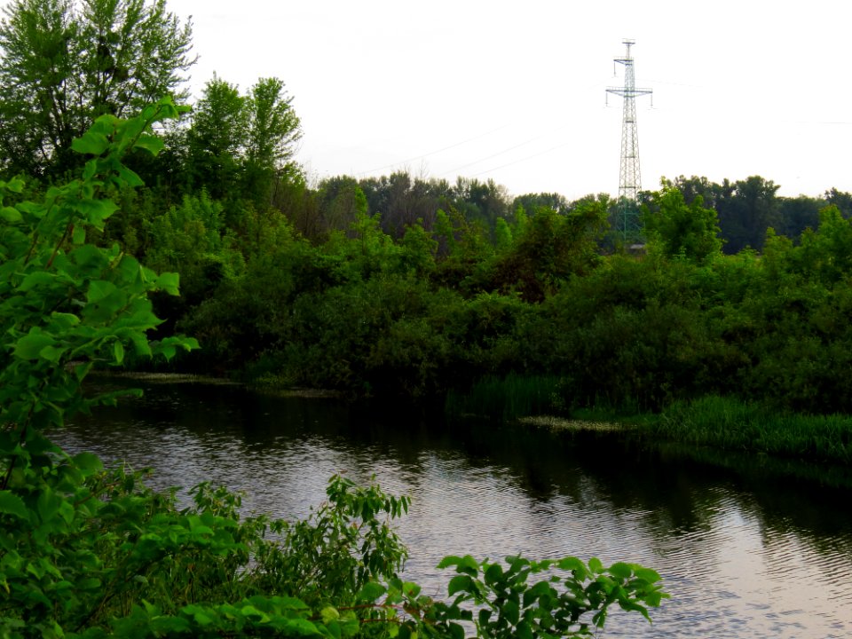 Kryvets (Brovary)12