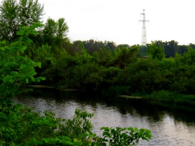 Kryvets (Brovary)12