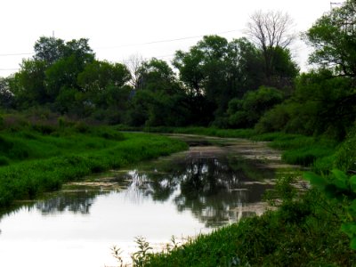 Kryvets (Brovary)11