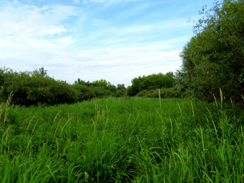 Kryvets (Brovary)14