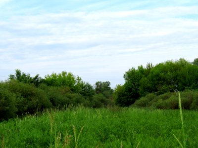 Kryvets (Brovary)15