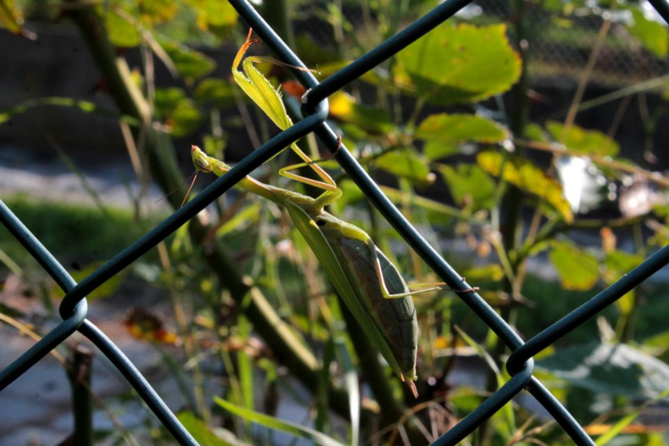 Kudlanka 09 05 0214