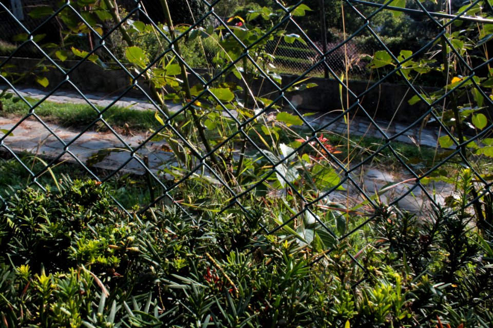 Kudlanka 09 05 0216