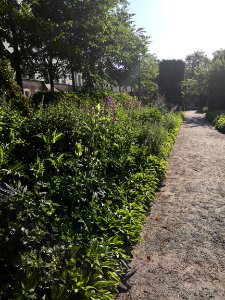 Koulupuisto, perinnöllisyysoppi