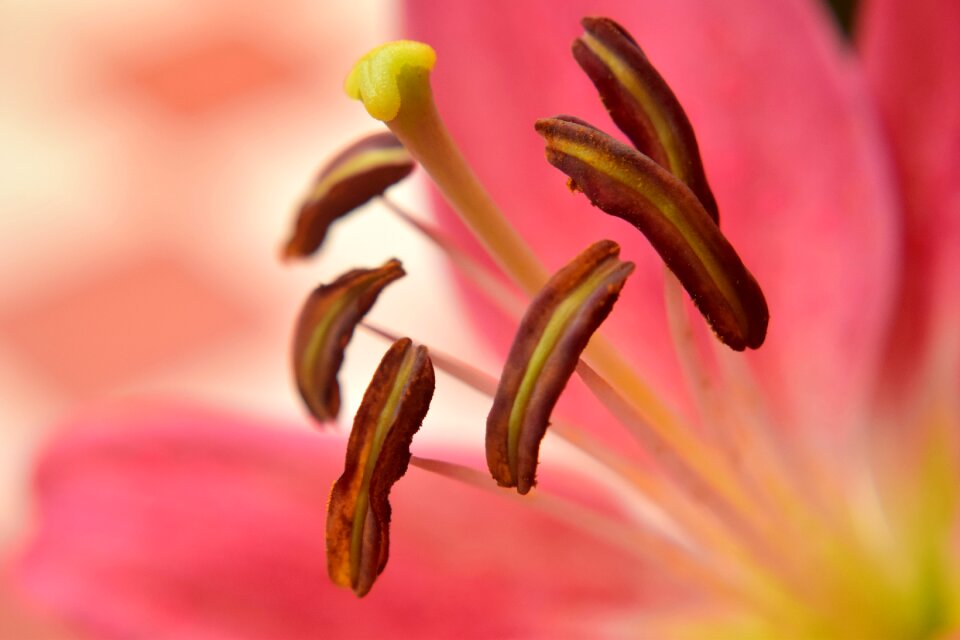 Pistil style anthers