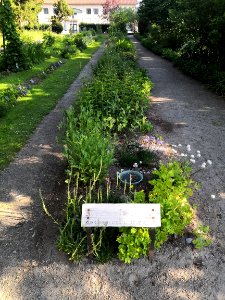 Koulupuisto, kukkaisbiologia ja siementen leviäminen photo