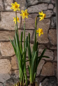 Flower narcissus pseudonarcissus plant