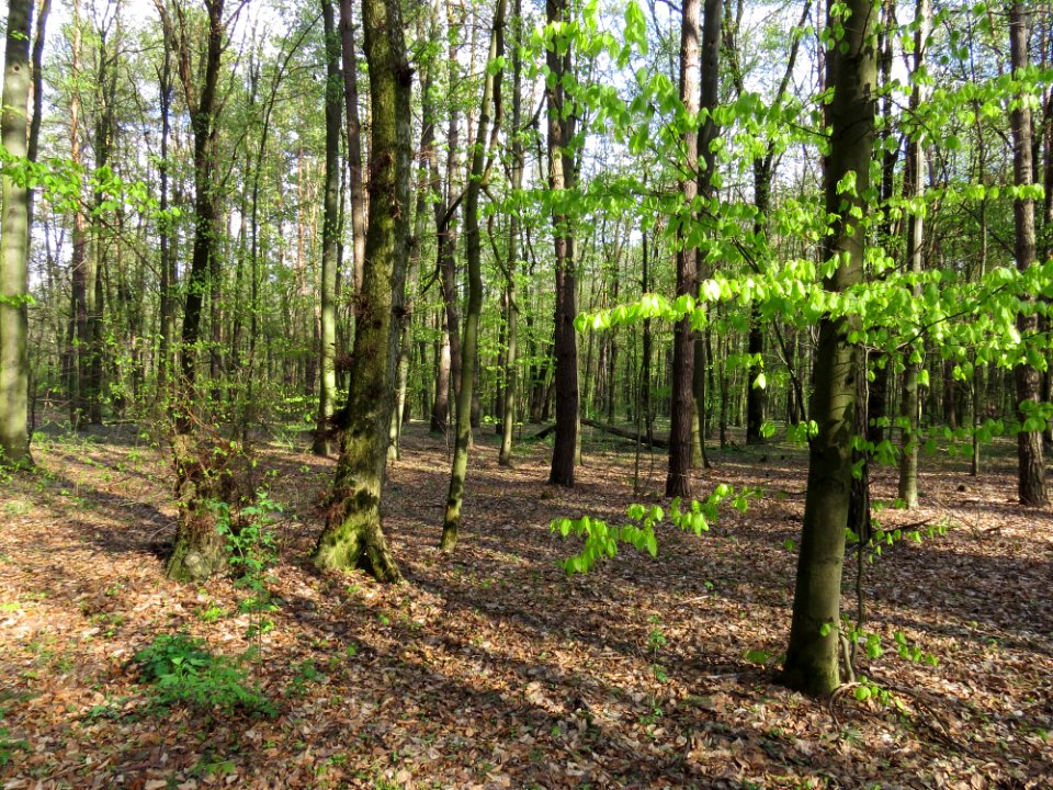 Krasnyy Khutir forest4