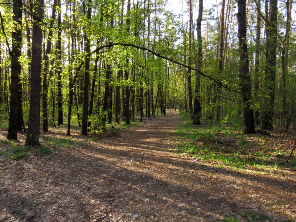 Krasnyy Khutir forest7