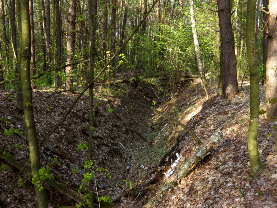 Krasnyy Khutir forest8