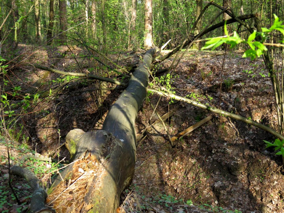 Krasnyy Khutir forest11