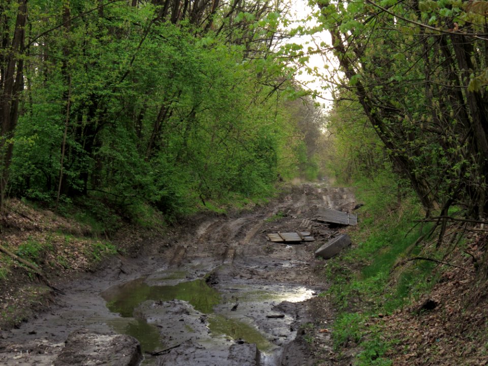 Krasnyy Khutir forest13