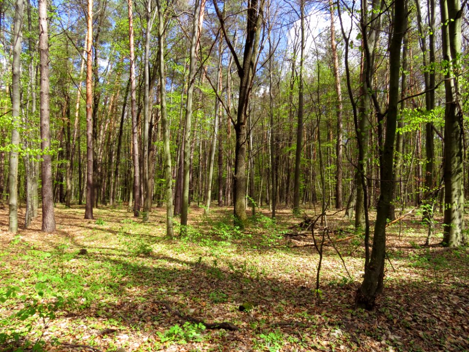 Krasnyy Khutir forest1