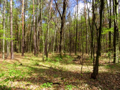 Krasnyy Khutir forest1 photo