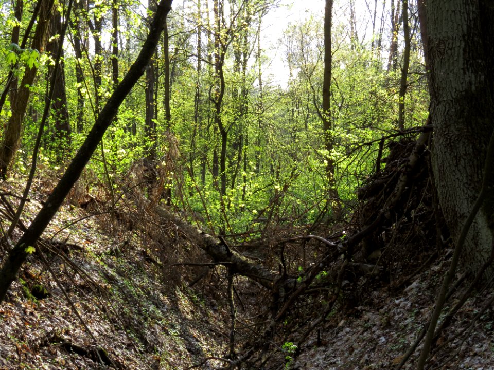 Krasnyy Khutir forest10