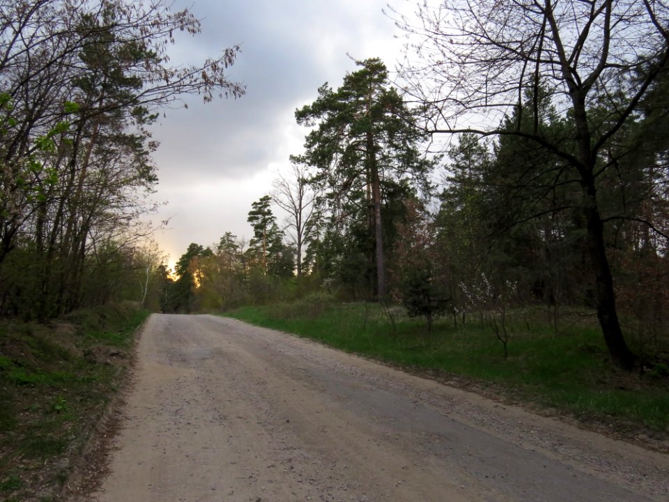 Krasnyy Khutir forest15