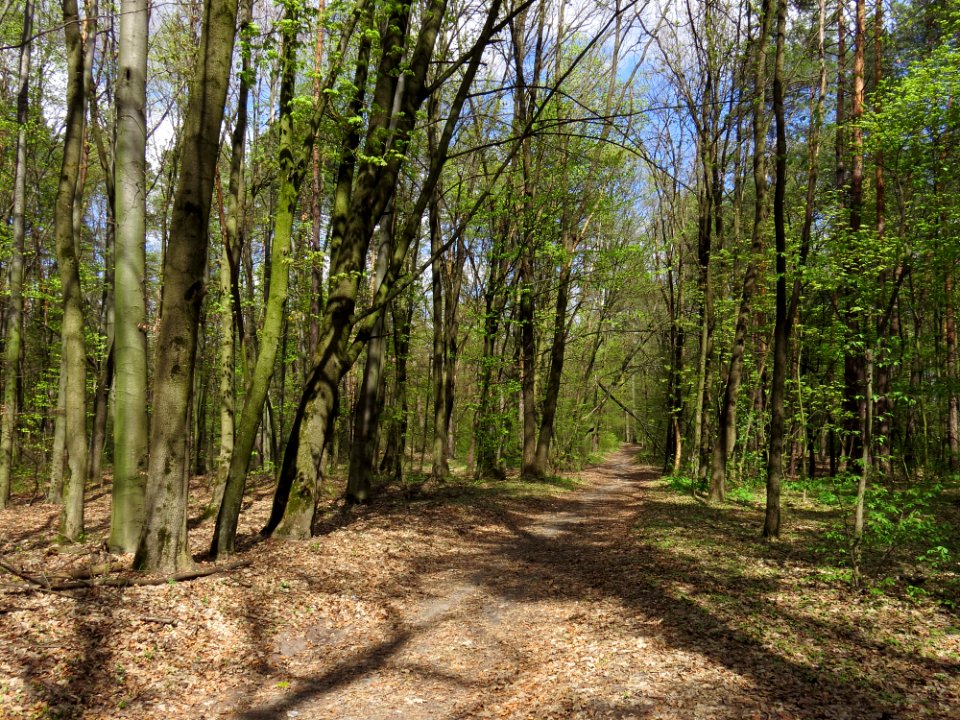 Krasnyy Khutir forest3