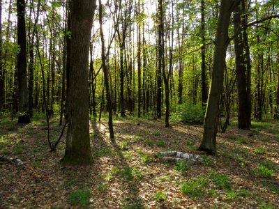 Krasnyy Khutir forest5 photo