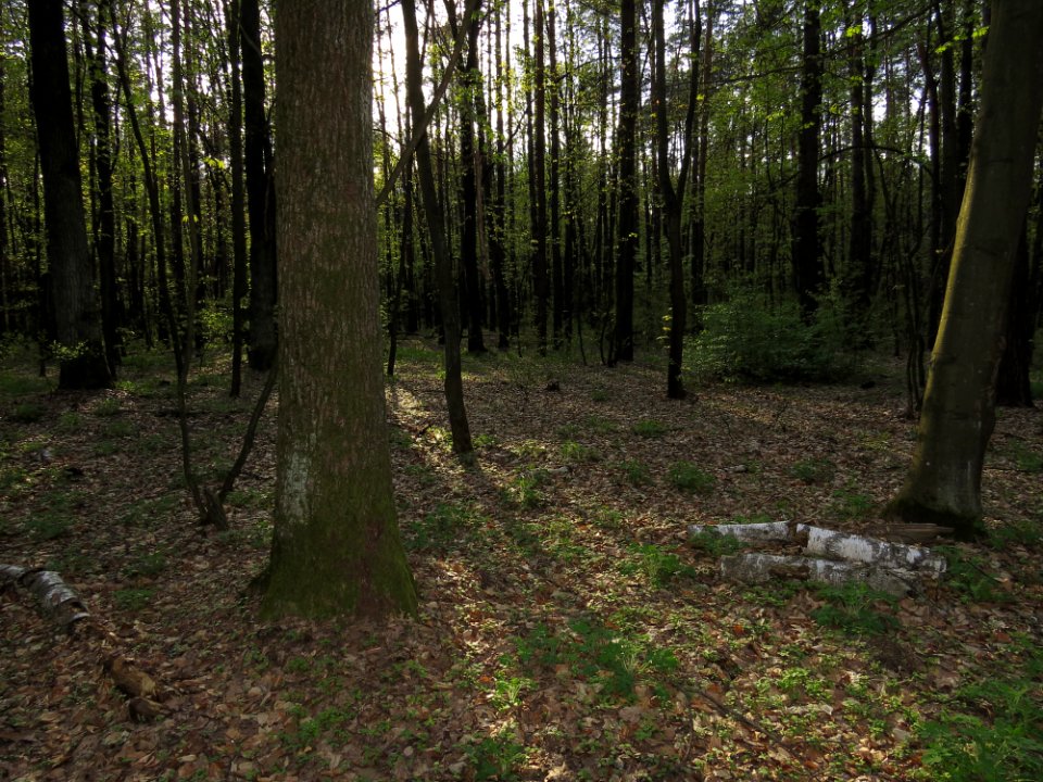 Krasnyy Khutir forest6